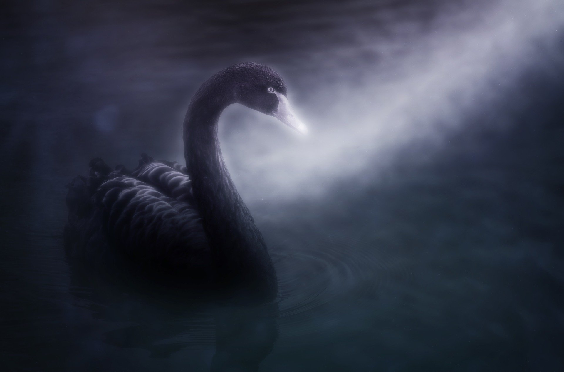 swan-4107442_1920